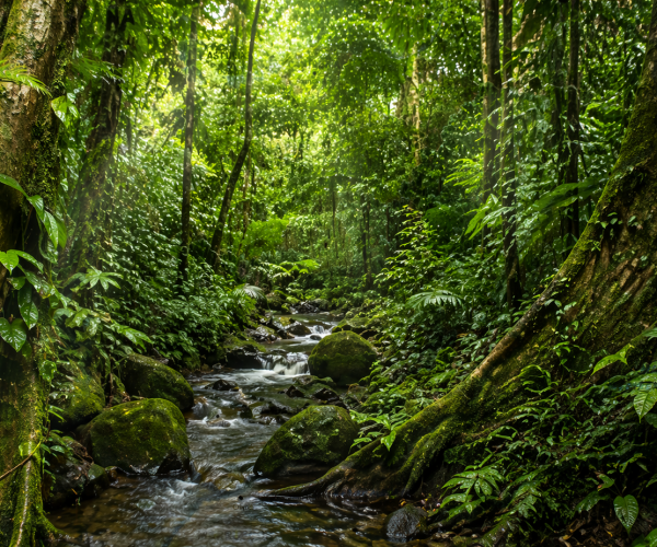 Puzle Selva